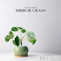 镜面草 ins北欧风植物四季常青盆栽办公室内客厅桌面绿植盆景