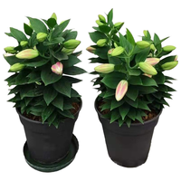 盆栽百合花带花室内客厅浓香型观赏鲜花办公室观赏花卉四季开花 白色百合原盆 含盆