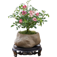 八芽【四季开花】微型月季迷你超微多头阳台绿植植物室内盆栽耐寒花卉 姬月季-海岛礁石盆-丝绒铺面-不含托盘 整体高约10-20CM