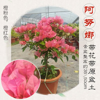 叹为观止三角梅带花盆栽绿樱爬藤重瓣老桩四季开 花大苗红樱安格斯庭院植 阿努娜(总高35-50cm)带花带