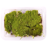 石光小站 苔藓 吸水石上水石盆景盆栽装饰青苔苔藓植物微景观生态瓶鲜活仿真铺面 短绒藓1盒10.5*7.5cm