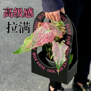 彩叶芋盆栽水培植物室内好养粉色飞溅海芋竹芋类彩色花卉绿植大全