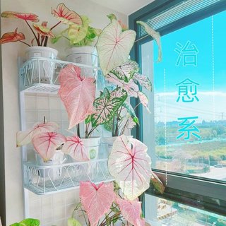 彩叶芋盆栽水培植物室内好养粉色飞溅海芋竹芋类彩色花卉绿植大全