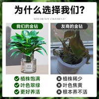 金钻绿公主盆栽带花苞水培植物室内好养新房吸除甲醛四季花卉绿植