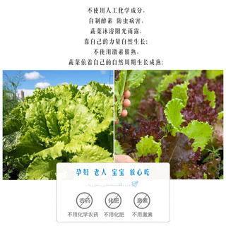 京鲜生 山东有机刺黄瓜 1斤 生鲜蔬菜