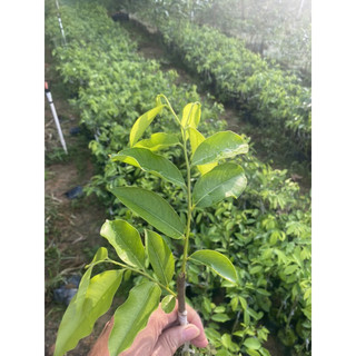 植果缘名贵嫁接奇楠沉香树苗棋楠苗母树一代奇楠树苗带叶带原泥 嫁接奇楠苗【50棵】 90cm(含)-99cm(含)