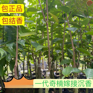 植果缘名贵嫁接奇楠沉香树苗棋楠苗母树一代奇楠树苗带叶带原泥 嫁接奇楠苗【50棵】 90cm(含)-99cm(含)