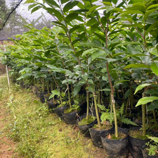 植果缘名贵嫁接奇楠沉香树苗棋楠苗母树一代奇楠树苗带叶带原泥 嫁接奇楠苗【50棵】 90cm(含)-99cm(含)
