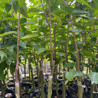 植果缘名贵嫁接奇楠沉香树苗棋楠苗母树一代奇楠树苗带叶带原泥 嫁接奇楠苗【50棵】 90cm(含)-99cm(含)