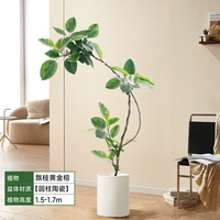 黄金榕客厅绿植盆栽花叶橡皮树室内大型植物高山榕落地盆景好养活