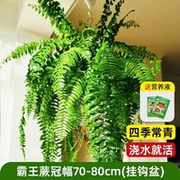 霸王蕨盆栽波斯顿大盆长藤叶垂吊肾蕨客厅室内雨林绿植蕨类天花板