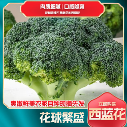 清晨采摘西兰花椰菜花菜现摘现发新鲜坏果包赔 西蓝花带箱1斤