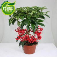  花溅泪 带果 观果植物  50厘米高带果 不含盆