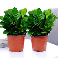 种花迷碧玉盆栽室内绿植盆景豆瓣绿客厅桌面绿植常青 碧玉（福袋陶瓷盆 两盆碧玉（原盆原土）