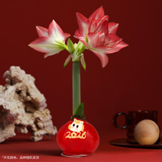 京东鲜花 有钱花朱顶红礼盒版 周长26-28cm