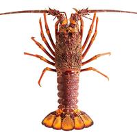 贝依农 鲜活 澳洲龙虾