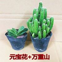 子宝多肉植物元宝花室内桌面花卉造型元宝肉肉创意盆栽花卉