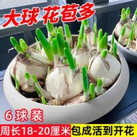 水仙花种球特大漳州重瓣水仙花水培盆栽春节开郁金香室内植物花卉