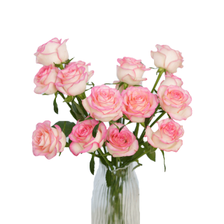 京东鲜花 玫瑰花20枝无土栽培枝长50-55cm花山东基地源头直发