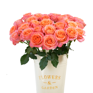 京东鲜花 玫瑰花10枝鲜切花花年宵花基地现采现发源头直发