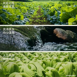 仟味神厨 益生菌发酵薄盐酸菜