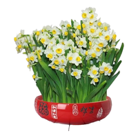 沭之美漳州水仙种球室内水培花卉阳台绿植盆栽耐寒水仙花 漳州水仙满盆种球+吉祥如意瓷盆