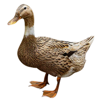 BOZAIJIA波仔家荆江老麻鸭土鸭稻田仔麻鸭组合净重4.5斤 共2只 源头直发