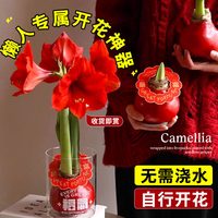 蜡封朱顶红带花苞重瓣开业过节封蜡种球室内好养年宵花卉