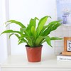 霸王蕨类植物盆栽垂吊盆悬挂式波士顿蕨肾蕨室内造景阳台客厅绿植
