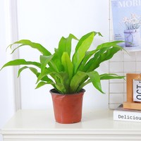 霸王蕨类植物盆栽垂吊盆悬挂式波士顿蕨肾蕨室内造景阳台客厅绿植