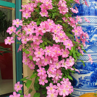  HONGYUE/虹越 大花阳台丰花庭院爬藤 铁线莲花苗