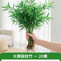 水培竹柏驱蚊植物绿植室内盆栽水养竹子大颗老桩办公桌面四季好养