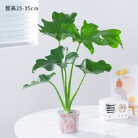春羽水培植物盆栽室内绿植净化空气花卉四季好养办公室桌面小天使