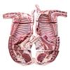 果亦橙内蒙小羔羊生鲜羊肉 烤全羊羊排羊腿 新鲜现杀整只白条羊 羊腿排6斤