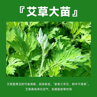 蚊子克星植物祛蚊驱蚊草植物室外室内薄荷种植苗可食用防蚊虫绿植
