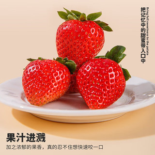  京地达 源头直发 冰糖香野草莓
