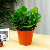 种花迷碧玉盆栽室内绿植盆景豆瓣绿客厅桌面绿植常青 碧玉（福袋陶瓷盆 碧玉（原盆原土）