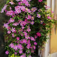 四季铁线莲9.9元3棵种苗爬藤植物花卉盆栽观花植物室内花庭院