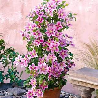 四季铁线莲9.9元3棵种苗爬藤植物花卉盆栽观花植物室内花庭院
