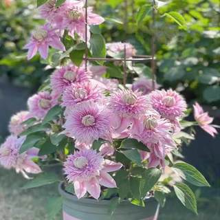 四季铁线莲9.9元3棵种苗爬藤植物花卉盆栽观花植物室内花庭院