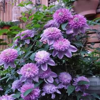 四季铁线莲9.9元3棵种苗爬藤植物花卉盆栽观花植物室内花庭院