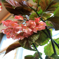 YAHUI/雅卉 四季秋海棠 竹节海棠盆栽