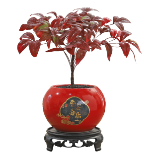 八芽 南天竹盆栽室内年宵花桌面客厅喜庆好养花卉耐寒绿植过年盆景 南天竹-平安喜乐盆 陶瓷