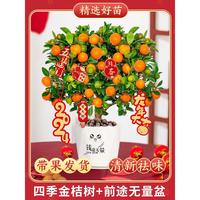 叹为观止 金桔树盆栽带果客厅绿植室内大型植物桔子大苗带果发货四季金桔树+前（高30-50cm）