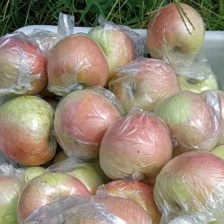 华北强 新鲜当季丑苹果3斤装红富士苹果新鲜水果现摘脆甜冰糖心丑苹果lx