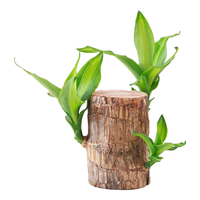 沭之美水培巴西木绿植盆栽桌面植物 巴西木9-10cm【不含其他】源头直发