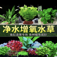 宠小侠水草植物鱼缸真草造景生态全套摆件养鱼增氧铺底阴性水培净化绿植 3杯红搭绿草【送种植环】