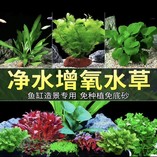 宠小侠 水草植物鱼缸真草造景生态全套摆件养鱼增氧铺底阴性水培净化绿植 3杯红搭绿草