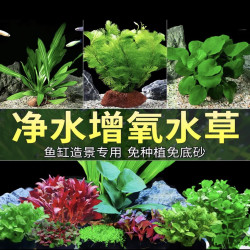 宠小侠 水草植物鱼缸真草造景生态全套摆件养鱼增氧铺底阴性水培净化绿植 3杯红搭绿草