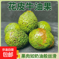 京喜加 云南正宗哈斯花皮牛油果新鲜鳄梨水果大果 130-160克 4枚